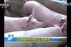 猪肉新闻,供需变化与价格走势分析