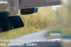 吉林市民接连遭遇野生东北虎,人与自然和谐共处的生动写照