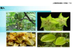 画杨桃ppt课件,一堂生动的图画课启示