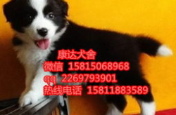 宠物狗价格排名,揭秘热门犬种价值之谜